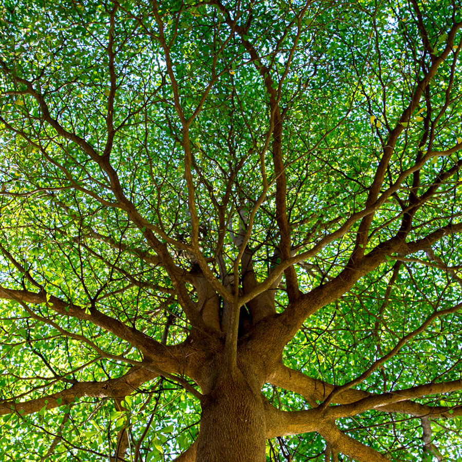 endowments-tree-900px